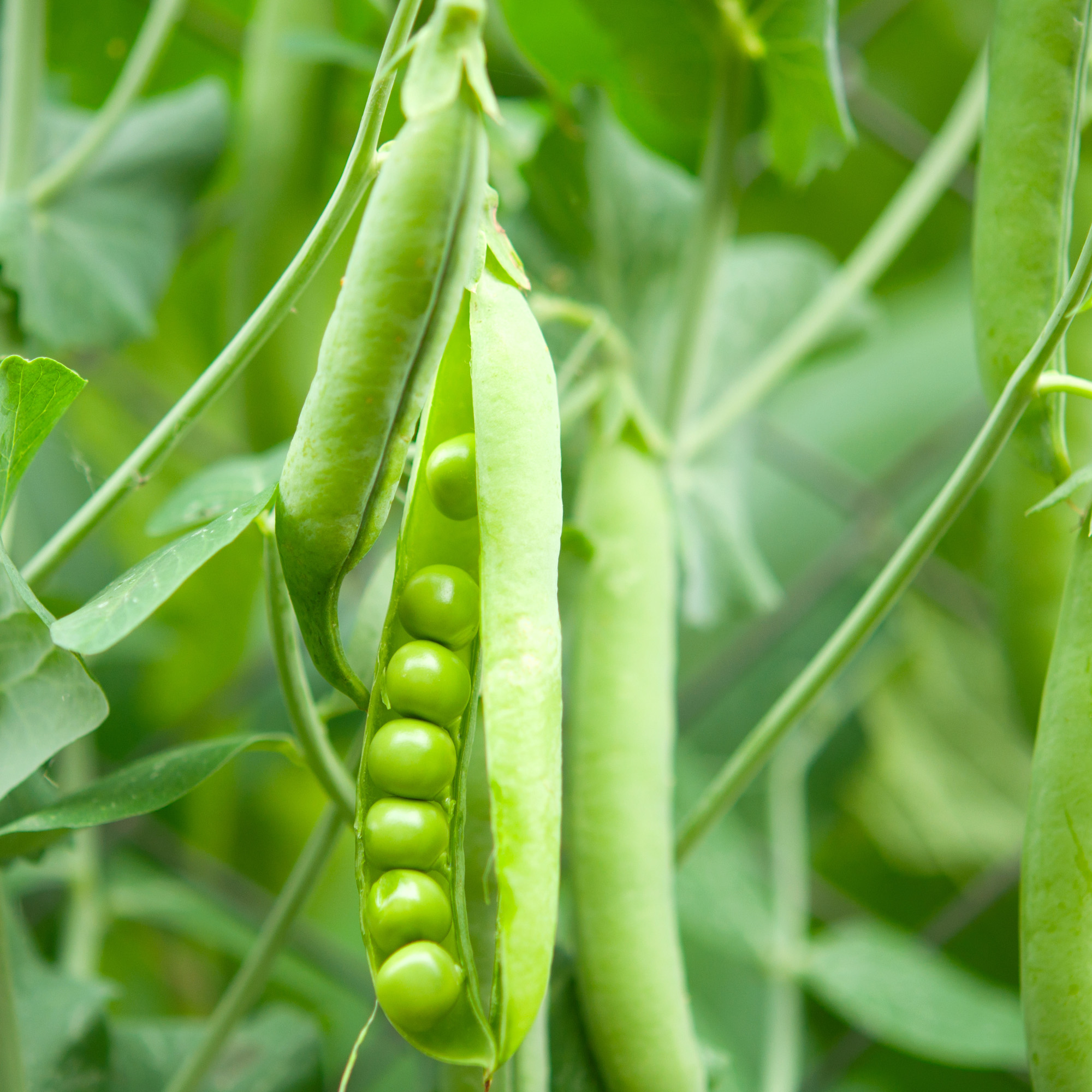 Field peas for cover crops and food plots