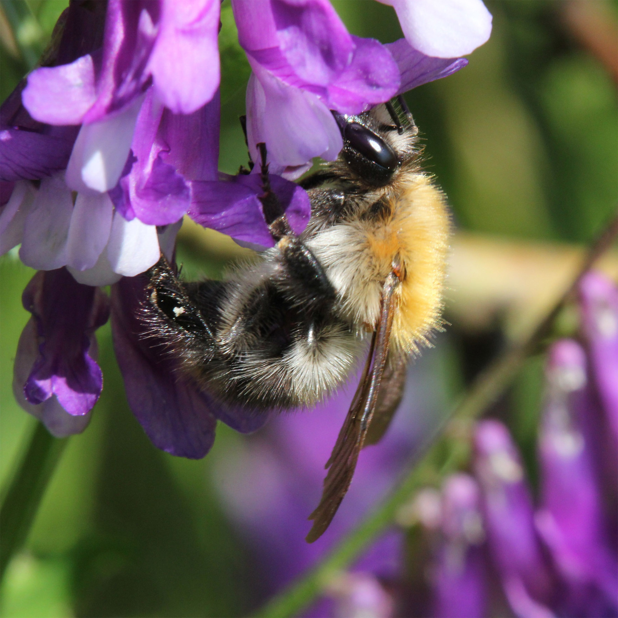 hairy-vetch-seeds-legume-cover-crop-seed