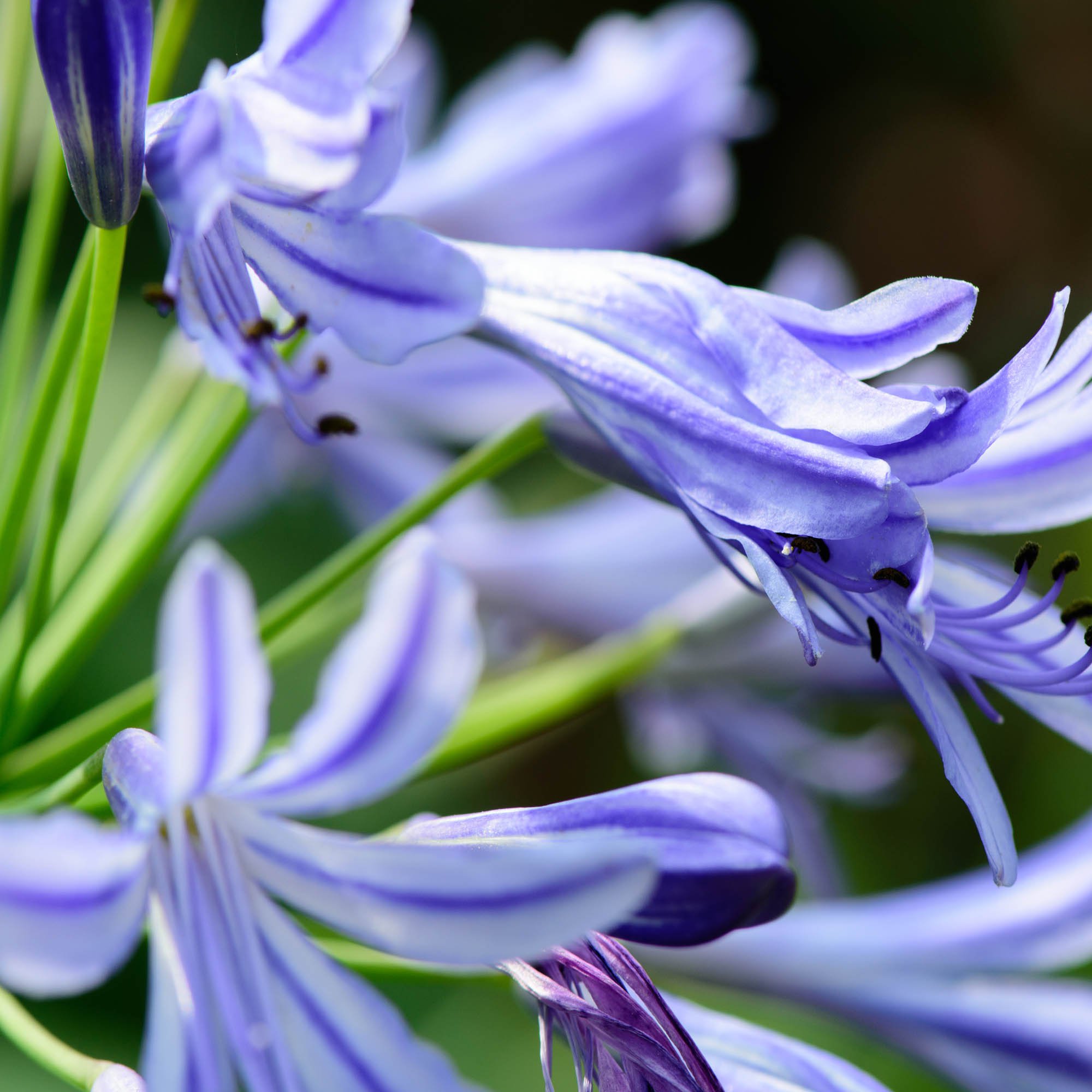 Lily of the Nile Seeds - Agapanthus African Blue Lily Flower Seed