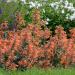 Agastache Apricot Sprite Flowers