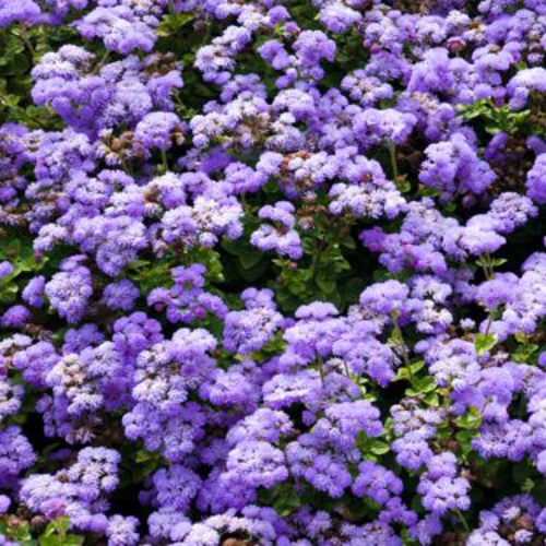 Ageratum Seeds - Blue Floss Flower Annuals