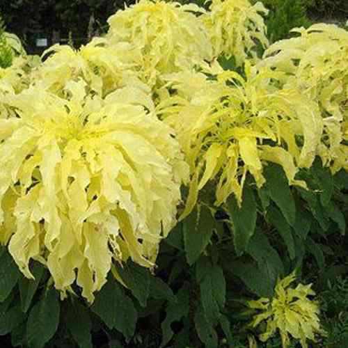 Амарант желтый фото Drought Tolerant Amaranthus Tricolor Yellow Garden Flower Plant Seed