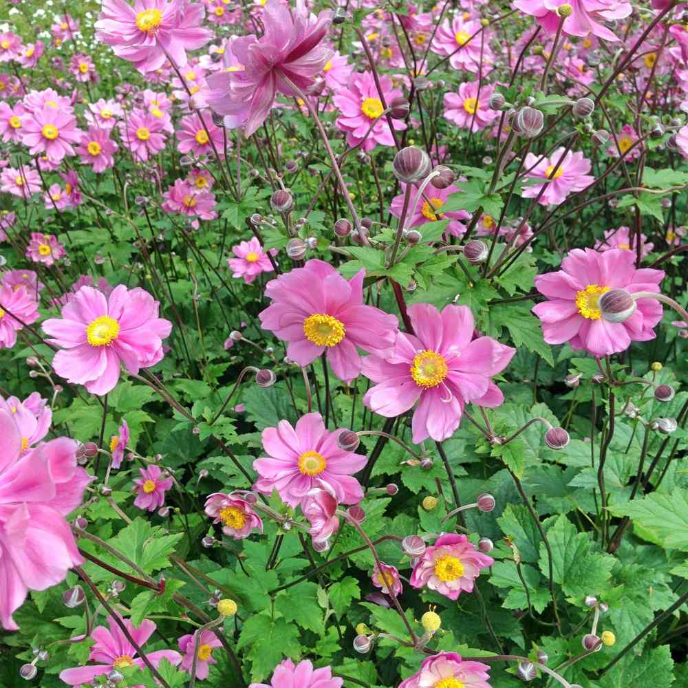 Anemone Seeds - Japonica Flower Seed