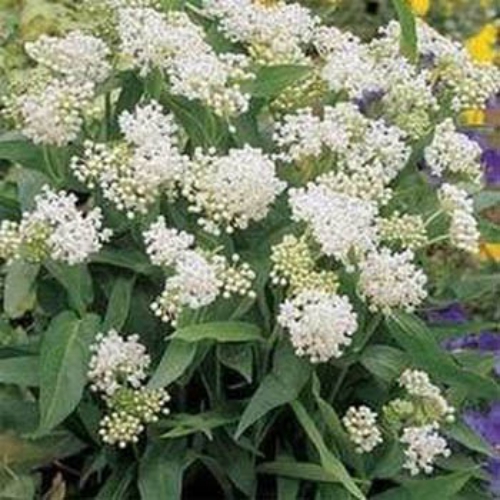 White Butterfly Weed (50 Seeds)Trouble free flowers,Attracts Bee And ...