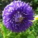 Aster Paeony Dark Blue Flowers