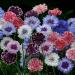 Cornflower Artistic Mix Flowers