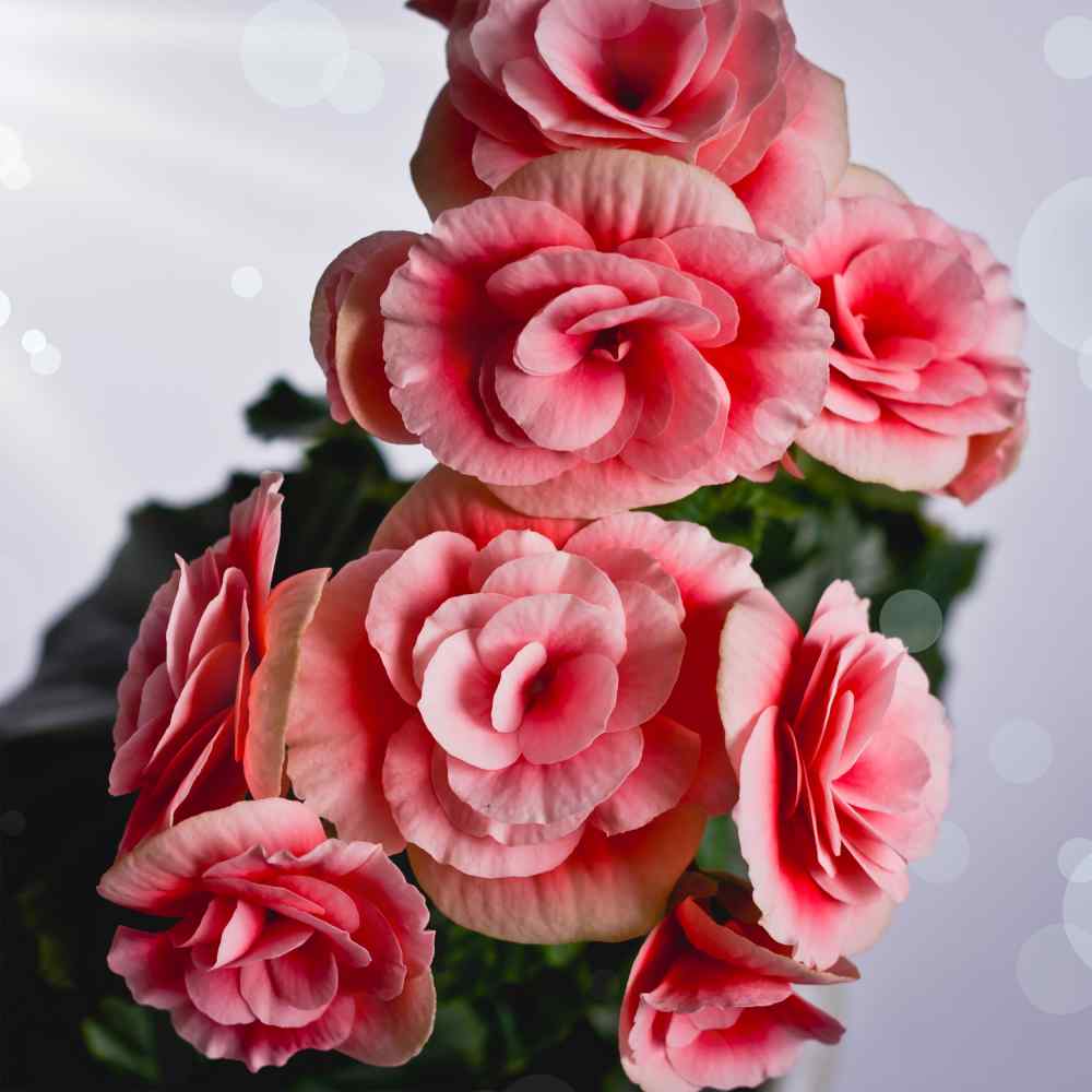 Begonia Seeds - Begonia Tuberosa Double Salmon Flower Seeds