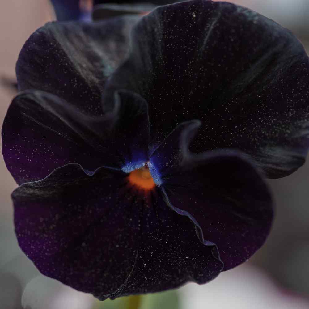 PANSY BLACK FLOWER- 100Seeds.Viola Wittrockiana Biennial rare BLACK flowers.