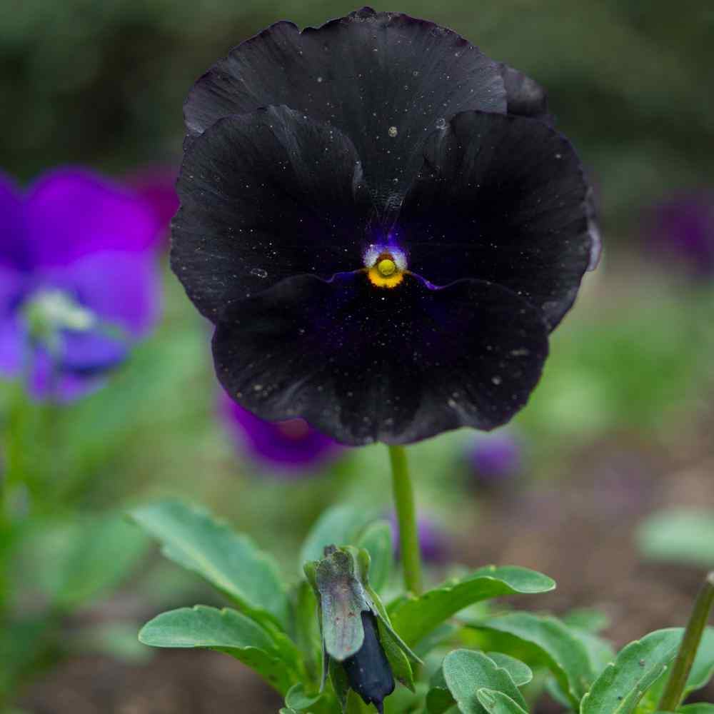 Viola x Wittrockiana Seeds - Clear Crystals Black Pansy Flower Seed