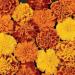 Bonanza French Marigold Flower Seed Mix