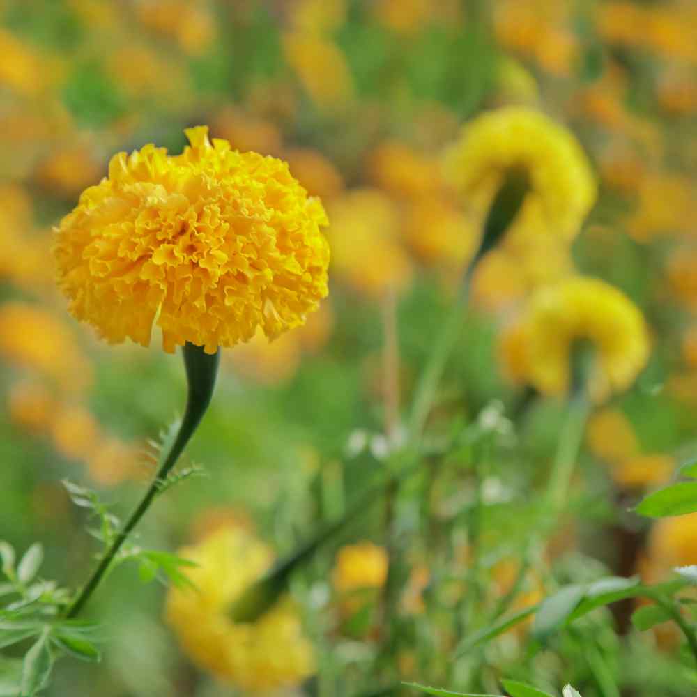 Calendula, flower — Golden Hour Farm