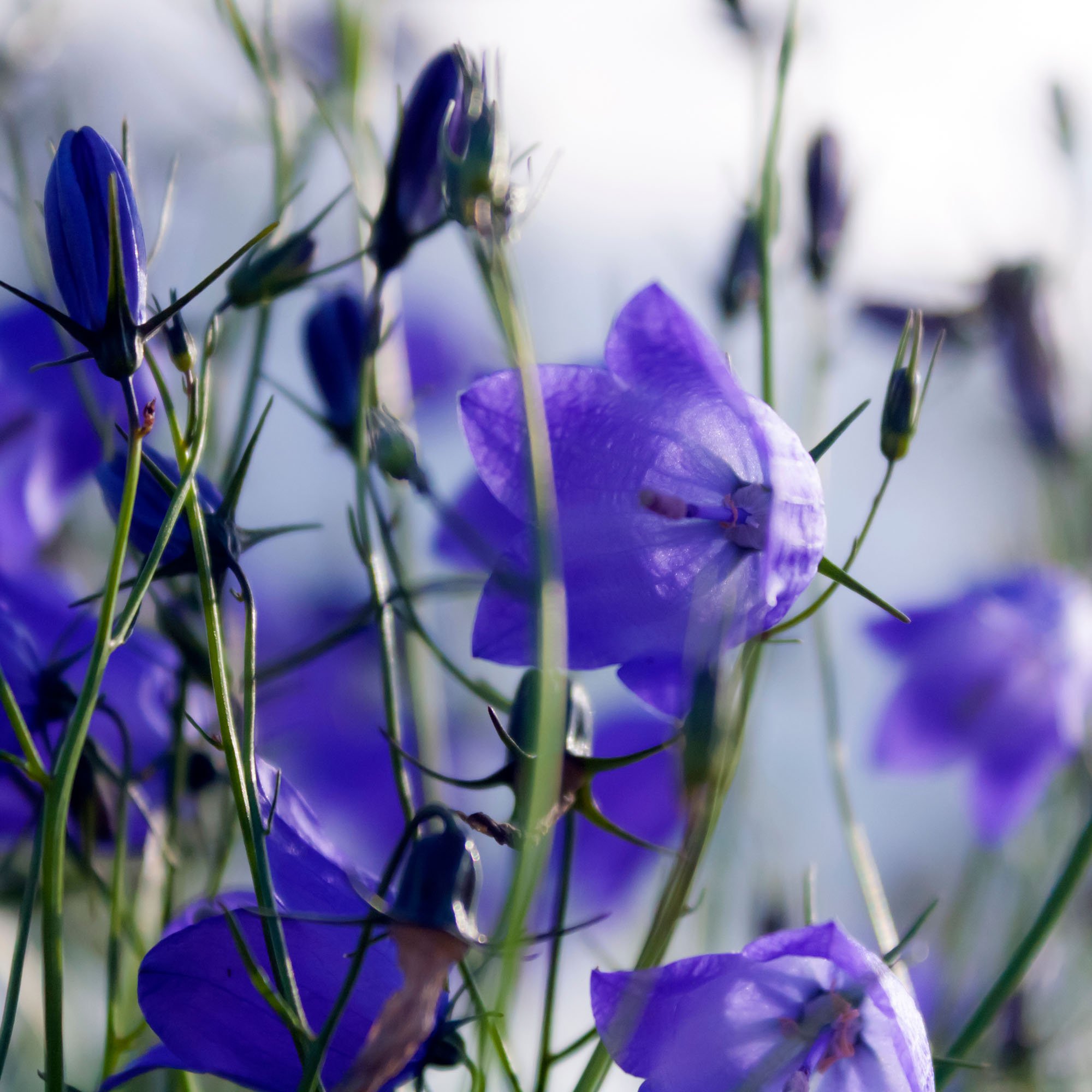 캔터베리 종 블루 꽃