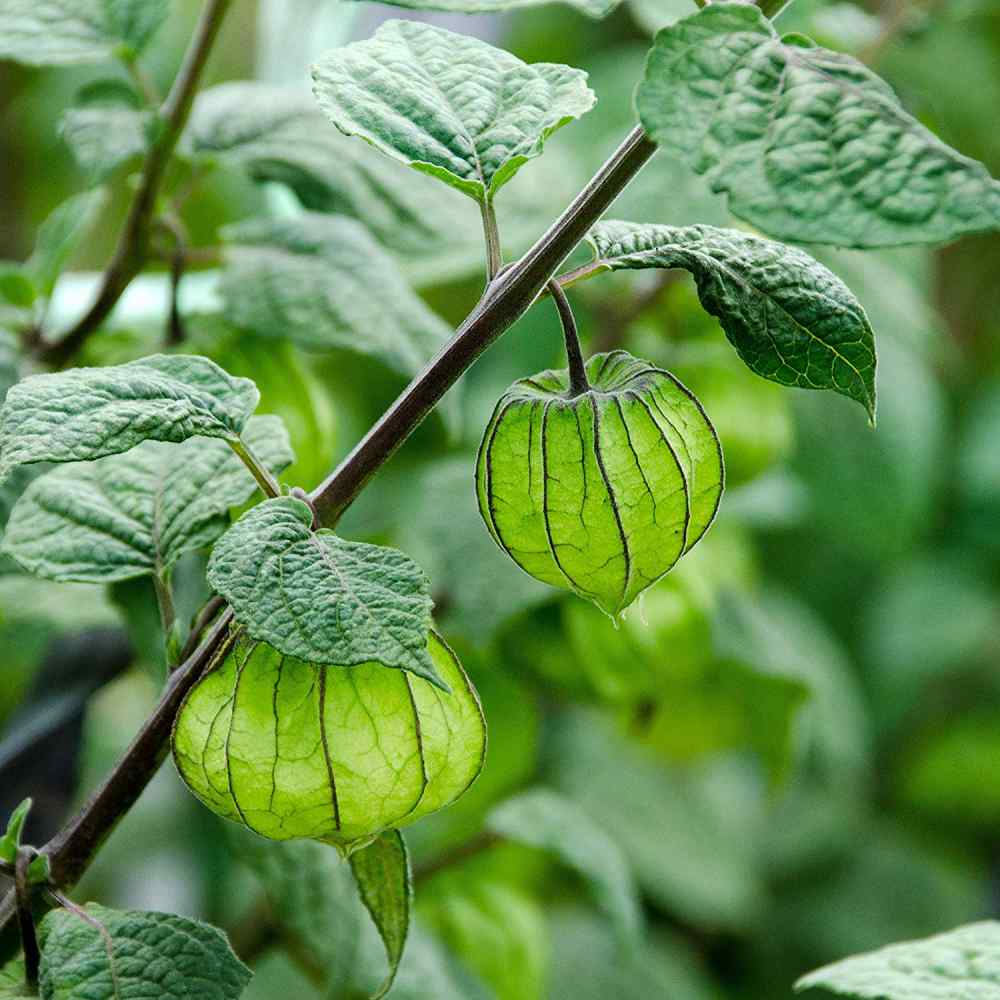 Cape Gooseberry Seeds Physalis Peruviana Seed