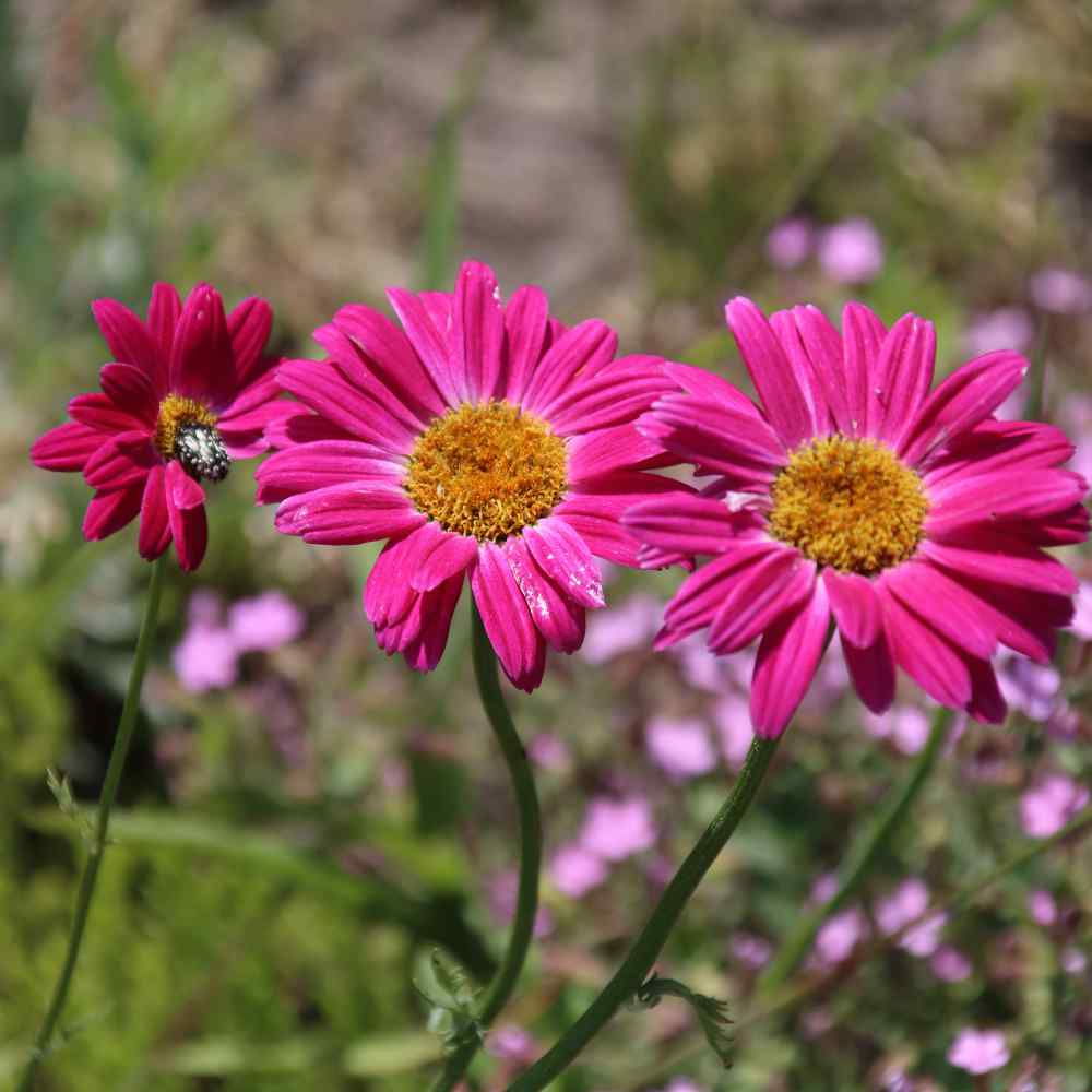 Painted Daisy Seeds - Chrysanthemum Coccineum Robinson’s Red Flower Seed