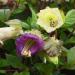 Cobaea Scandens Vine Seed Mix