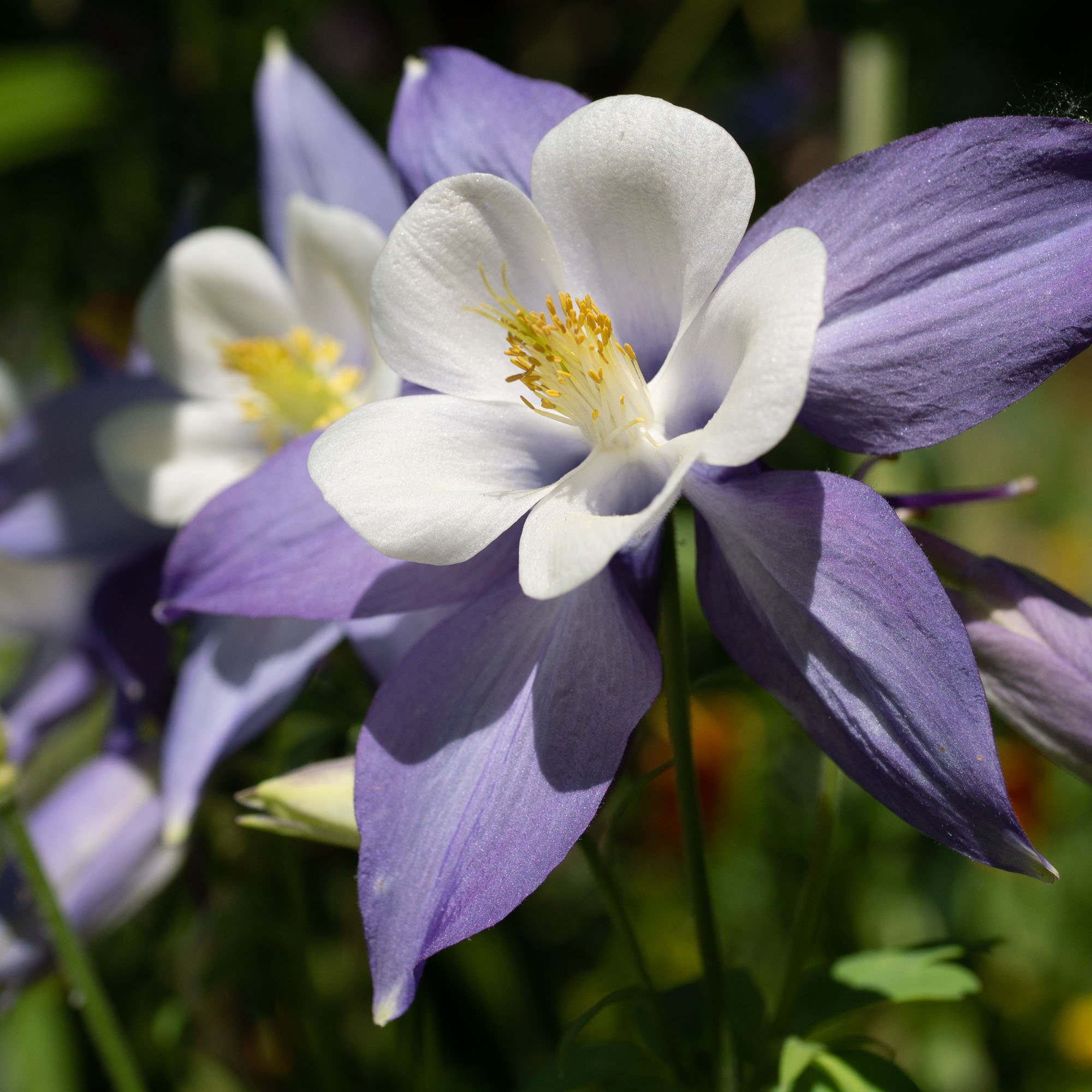 Blue Columbine Flower