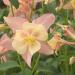 Aquilegia Columbine Swan Pink Yellow