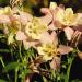 Aquilegia Pink Yellow Garden Flowers