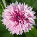 cornflower seeds pink