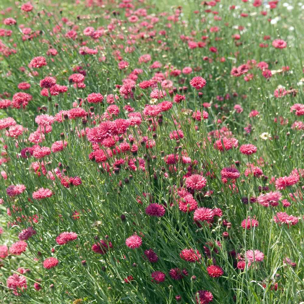 Bachelor's Button Seeds - Dwarf Red Cornflower Flower Seed