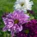 Cosmos Double Click Cut Flower Mix