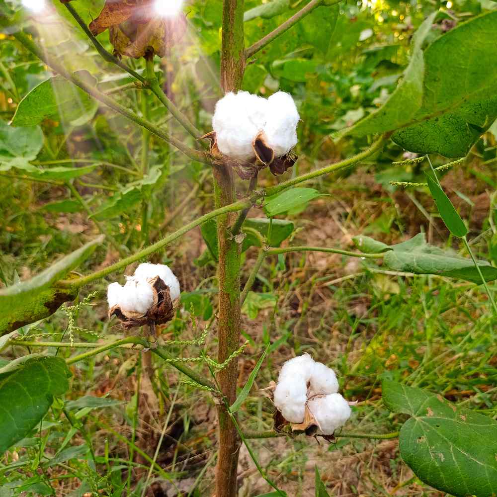 Flower On A Cotton Plant That Is Purple And About To Bloom Stock