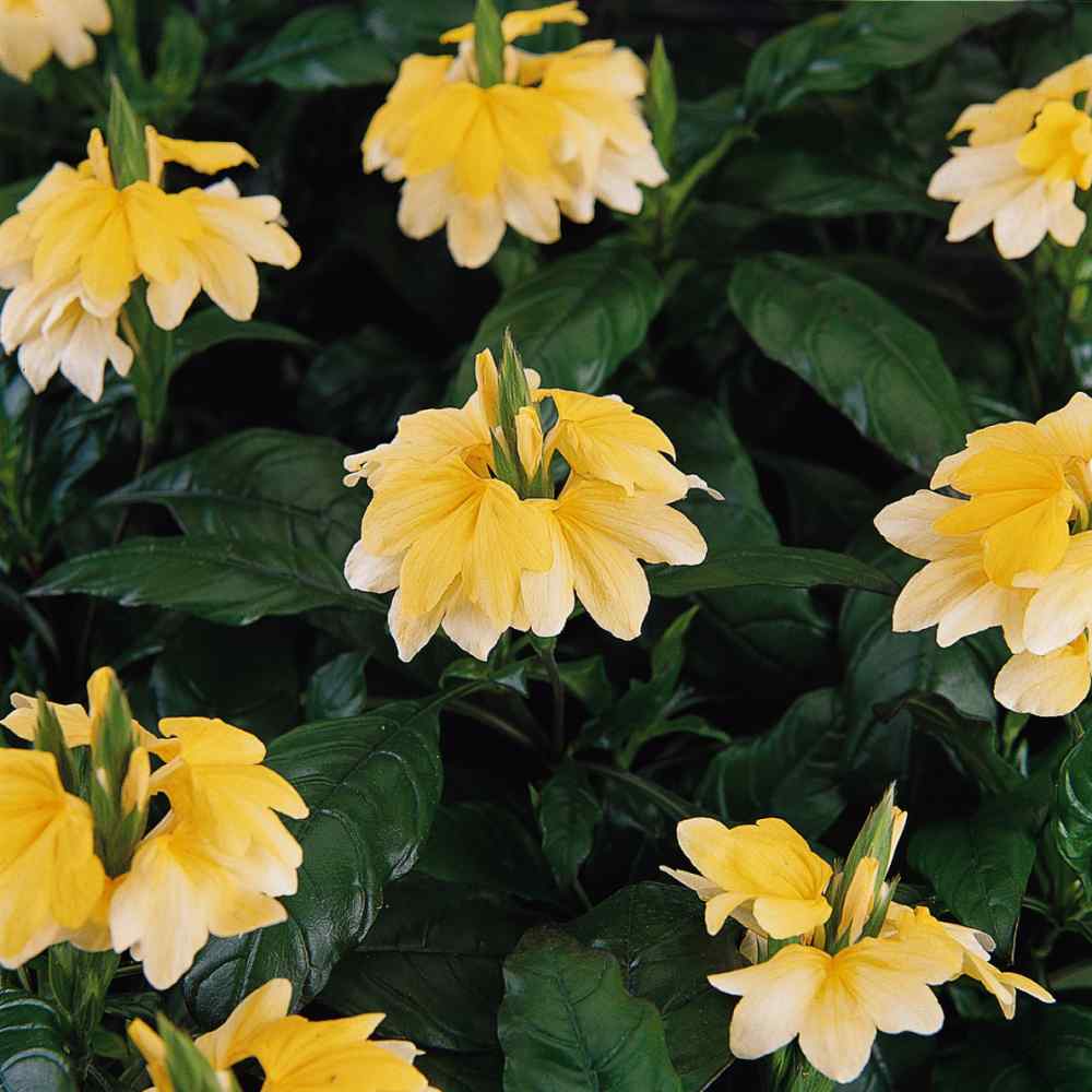 Crossandra Seeds Yellow Firecracker Flower Seed