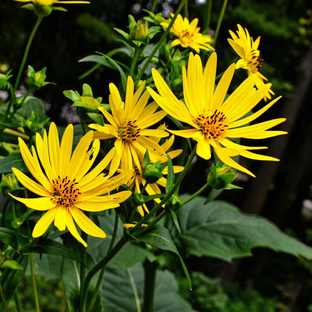 Silphium Seed - Cup Plant Flower Seeds