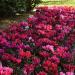 Cyclamen Advantage Mix