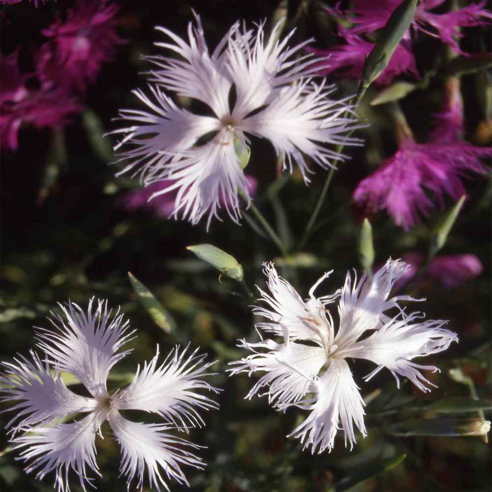 Outsidepride Dianthus Seeds - Superbus White - 10000 Seeds