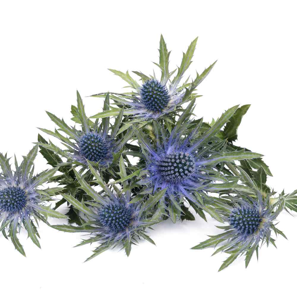 Eryngium Seeds - Eryngium Alpinum Sea Holly Flower Seed