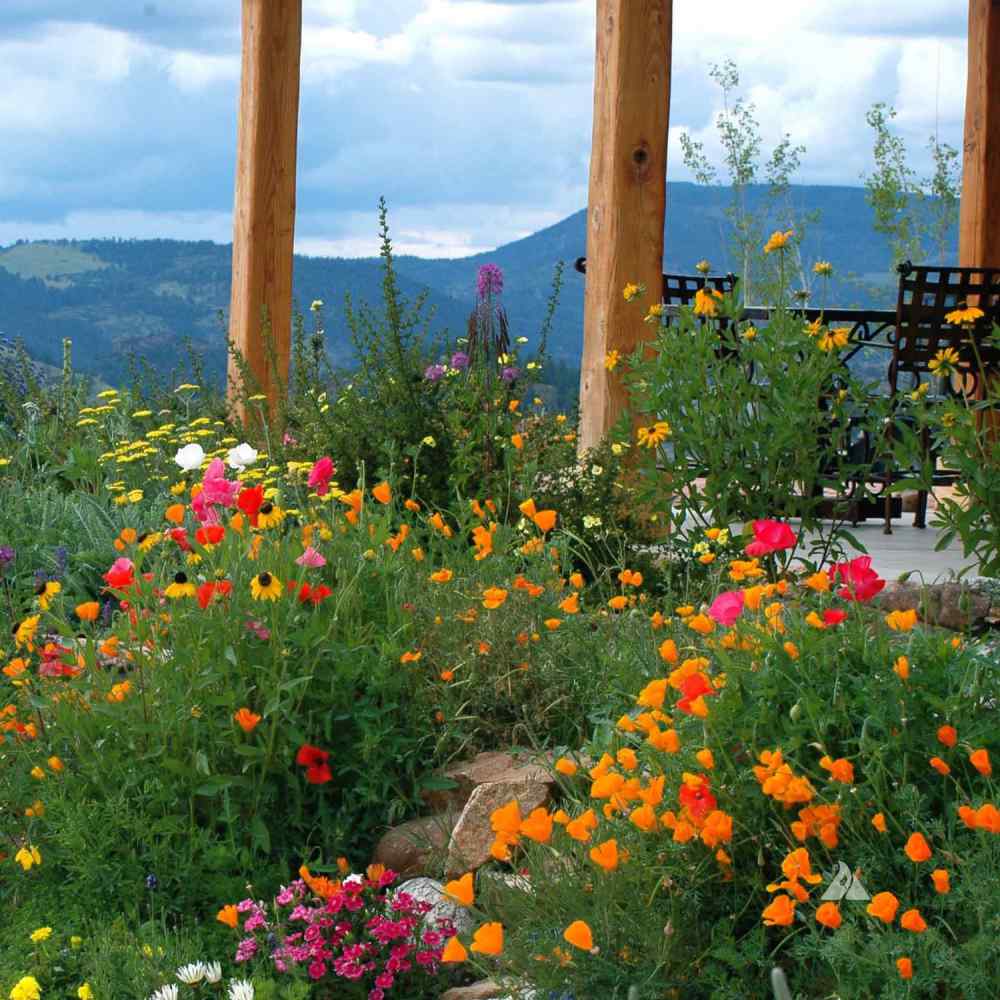 Montana Wildflower Seed Mix