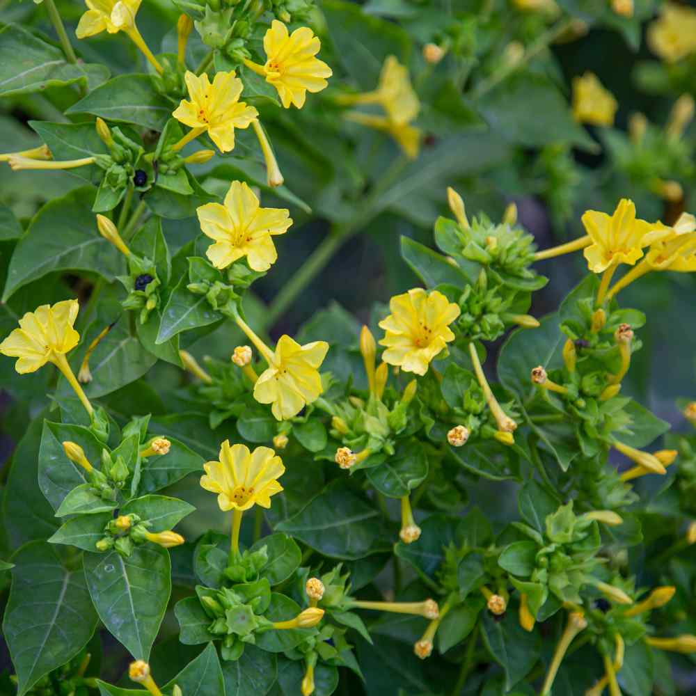 Outsidepride Carnation Yellow - 1000 Seeds