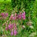 Foxglove Camelot Rose Flowers