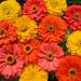 Zinnia Fruity Beauty Flower Seeds