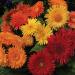 Gerbera Cartwheel Autumn Colors Flower Seed Mix