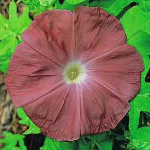 Chocolate Morning Glory Seeds - Japanese Morning Glory Flower Seed