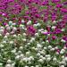 Gomphrena Globosa Flower Seed Mix