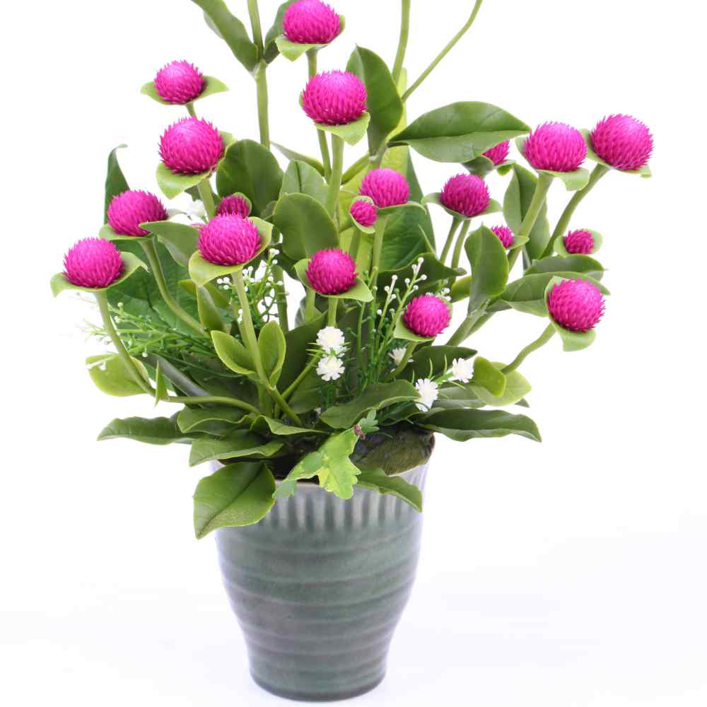 Gomphrena Seed - Rose Gomphrena Globosa Flower Seeds