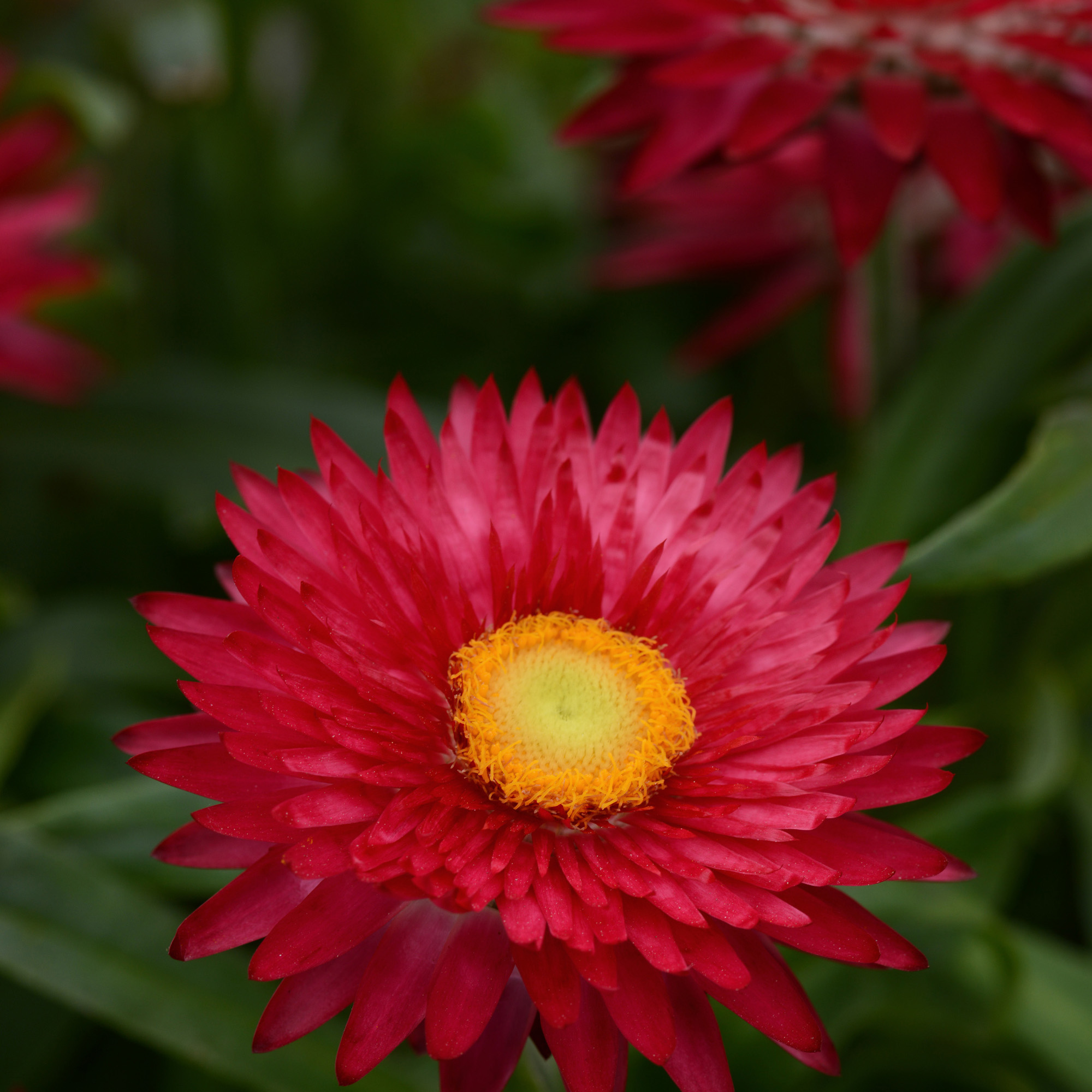 A strawflower by any other name