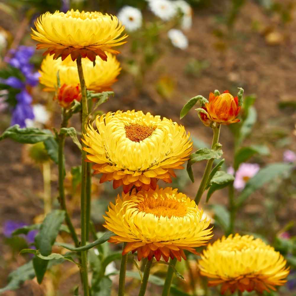 How to Grow Strawflowers from Seed —