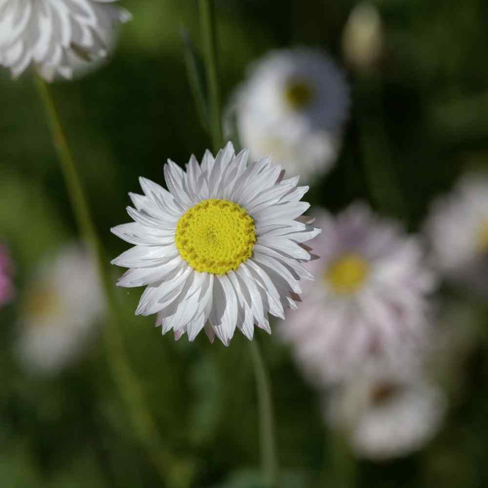  Outsidepride Helipterum Rose Paper Daisy Everlasting