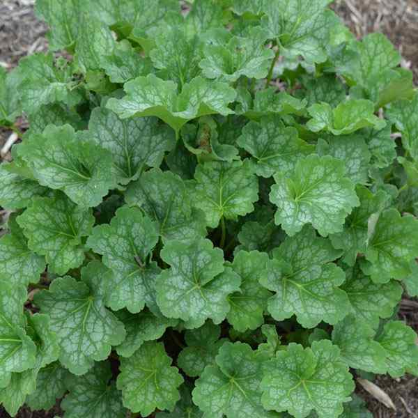 coral bells flower