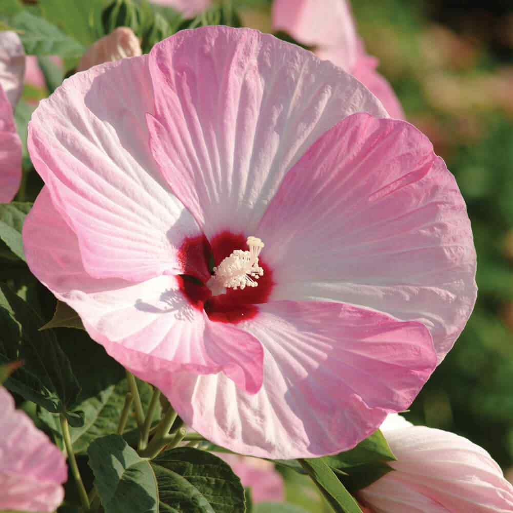 Hibiscus Luna Pink Flower Seeds For Container Gardening