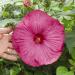 Hibiscus Luna Rose Plants