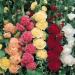 Hollyhock Double Mix Flower Seeds