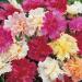 Hollyhock Queeny Flower Seeds Mix