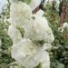 Hollyhock Double White Flower Seeds