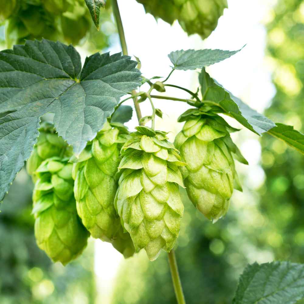 Humullus Lupulus Hops Flower Seeds