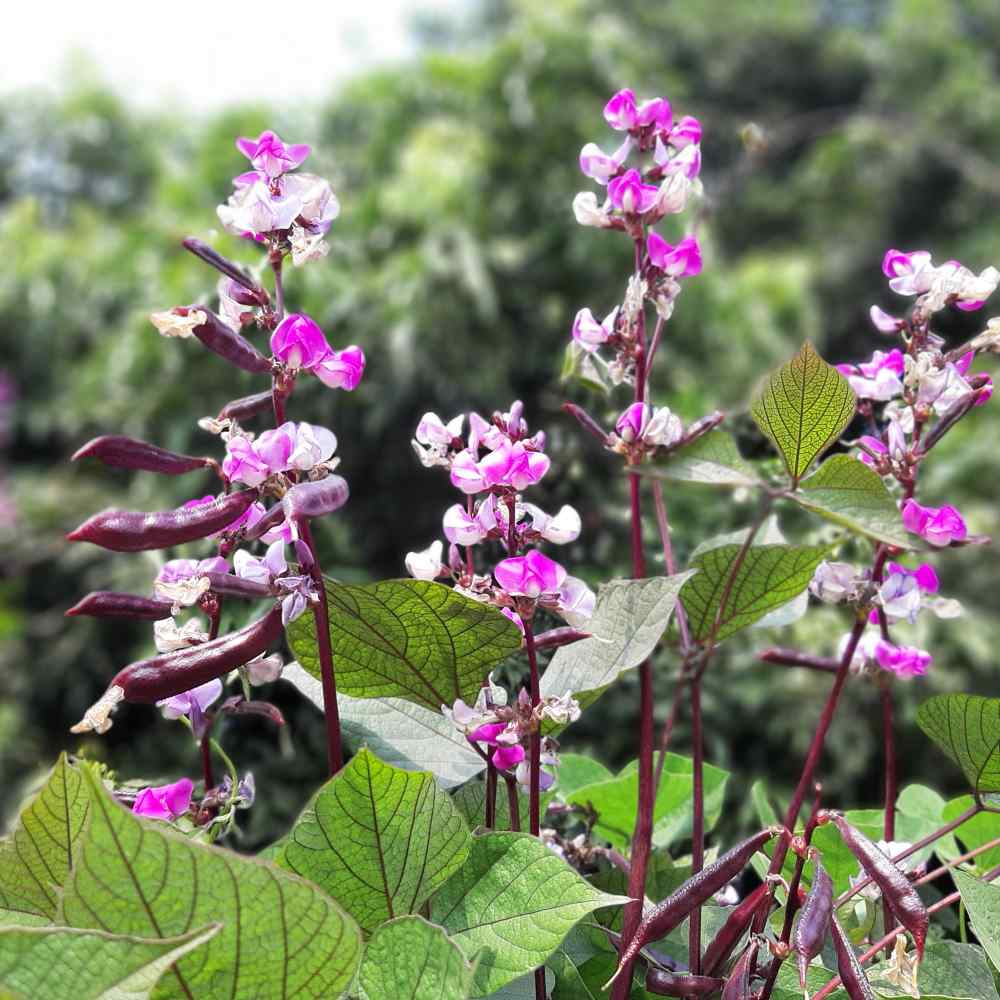 hyacinth-bean-seeds-dolichos-lablab-hyacinth-bean-flower-seed